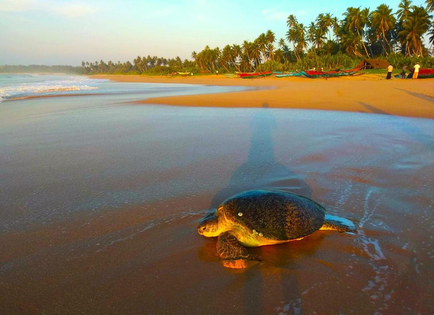 Sleeping Elephant Beach Resort タンガラ エクステリア 写真